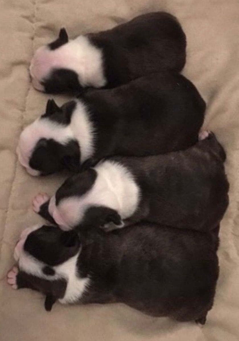 CPD-Accredited Full Canine Fertility Course